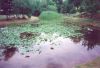 pond - Biosphere II