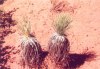 Twins - Yucca Plants