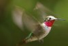Broad-tailed Hummingbird - Sonoran Desert