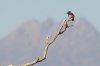 Costa's Hummingbird - Sonoran Desert