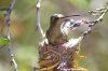 Hummingbird nesting - Sonoran Desert