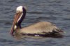 Brown Pelican - Sonoran Desert