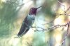 Anna's Hummingbird - Sonoran Desert