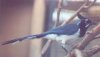 Black-throated Magpie-Jay - Sonoran Desert
