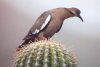 White-winged Dove - Sonoran Desert