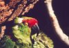Thick-billed Parrot - Sonoran Desert