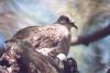 Inca Dove with eggs - Sonoran Desert