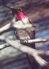 Costa's Hummingbird - Sonoran Desert