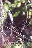 Racket-tailed Treepie - Asia