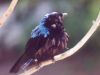 Fairy Bluebird