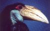 Wreathed Hornbill - tropical Asia