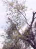 bird in tree - Sonoran Desert