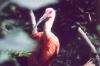 Scarlet Ibis - South America