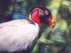 King Vulture - South America