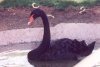 Black Swan - Australia