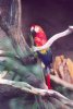 Scarlet Macaw - South America