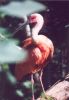 Scarlet Ibis - South America