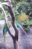 Military Macaws playing King of the Hill