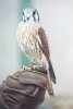 American Kestrel - Falco sparverius - Sonoran Desert