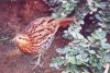 Mountain Bamboo-Partridge - South-East Asia