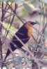 Yellow-headed Blackbird - Sonoran Desert