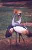 East African Crowned Crane - Balearica regulorum
