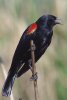Red-winged Blackbird - Sonoran Desert