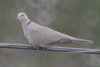 Eurasian Collared-Dove - Sonoran Desert
