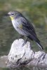 Yellow-rumped Warbler - Sonoran Desert