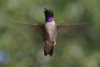 Black-chinned Hummingbird - Sonoran Desert