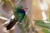 Broad-tailed Hummingbird - Sonoran Desert