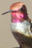 Anna's Hummingbird - Sonoran Desert