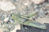 Green Valley Grasshopper