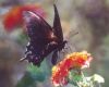 Pipevine Swallowtail on Lantana horrida