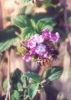 Honeybee on Lantana