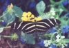 Zebra Longwing