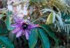 Carpenter Bee on Passion Flower