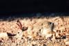 rabbit - Sonoran Desert