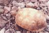 tortoise - Sonoran Desert