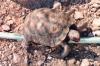 tortoise - Sonoran Desert