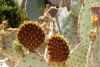 Prickly Pear, Opuntia sp.