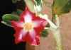 Desert Rose, Adenium obesum, native of Madagascar