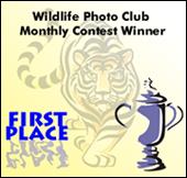 The Wildlife Photo Club