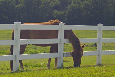 Horse photo credit Pat Goltz