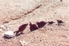 Gambel's Quail Family