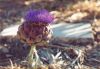 artichoke flower in parched garden