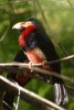 Bearded Barbet - Africa