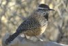 Cactus Wren - Sonoran Desert