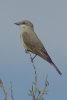 Western Kingbird - Sonoran Desert