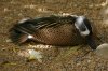 Blue-winged Teal - Sonoran Desert